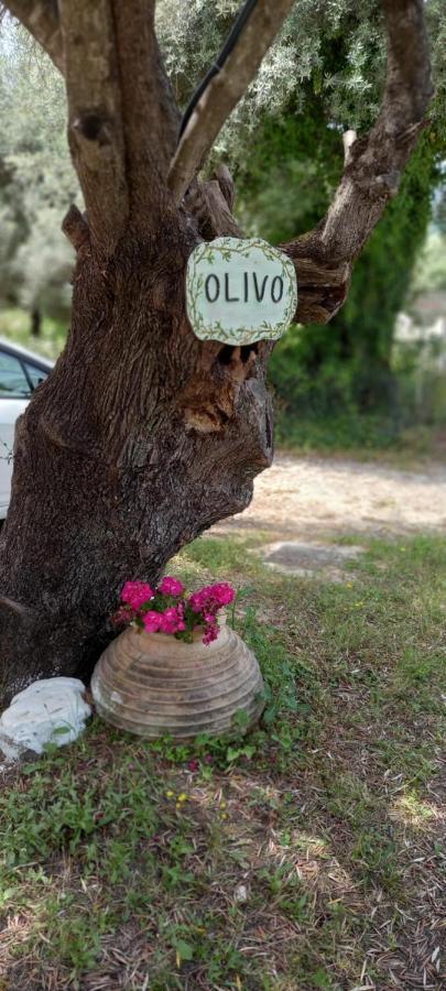 Olivo Nydri Apartment Bagian luar foto